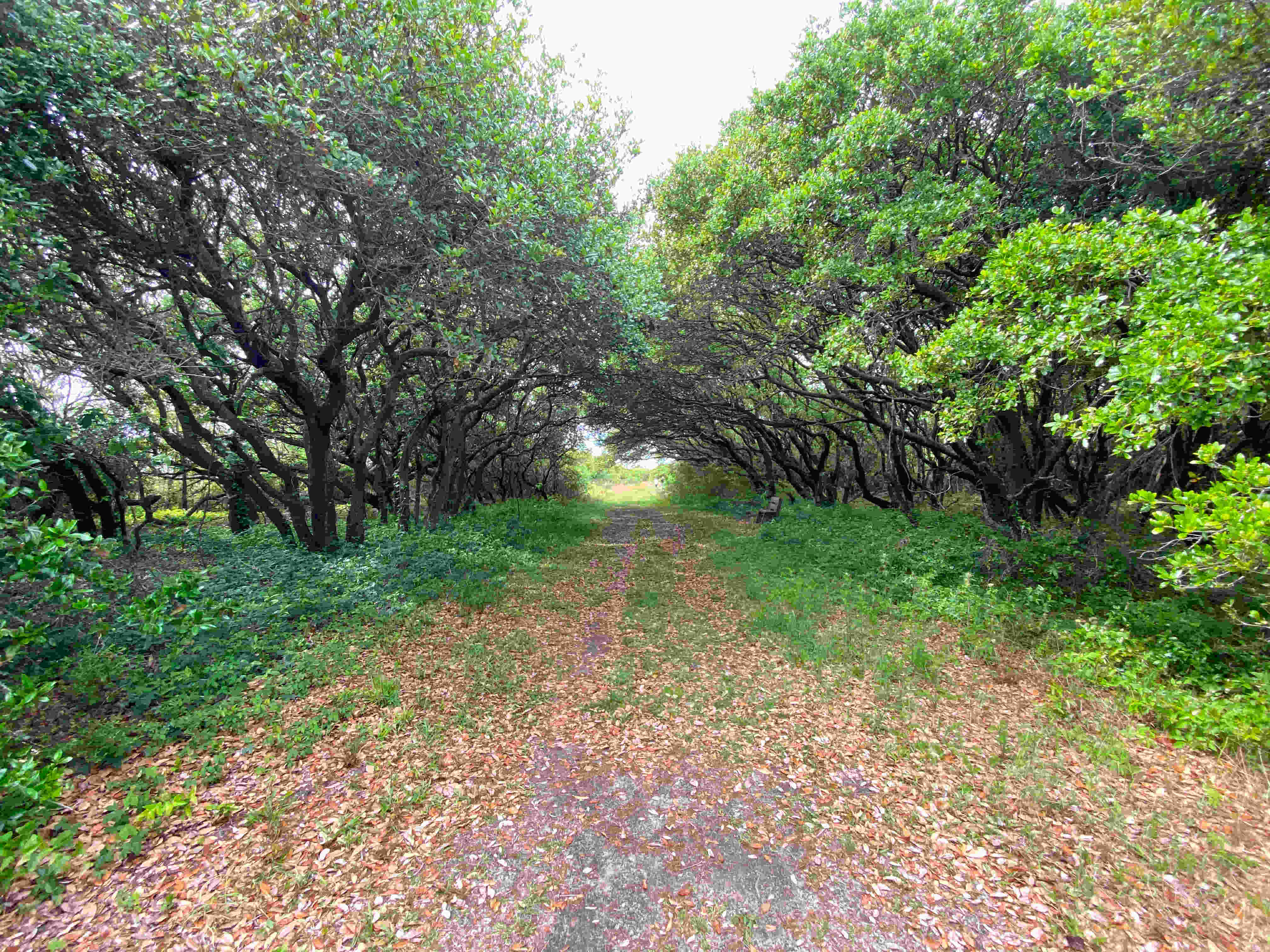 Pine Island Nature Trail